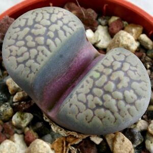 Lithops comptonii var weberi - Beeskloutjies, Bokspoortjies; Pebble Plants, Living Stones, Stone Plants - 10 Seed Pack