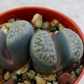 Lithops comptonii var weberi - Beeskloutjies, Bokspoortjies; Pebble Plants, Living Stones, Stone Plants - 10 Seed Pack - Image 2