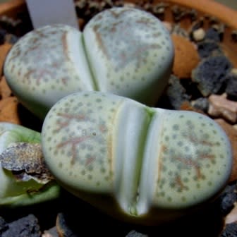 Lithops dinteri var friedericii - Beeskloutjies, Bokspoortjies; Pebble Plants, Living Stones, Stone Plants - 10 Seed Pack