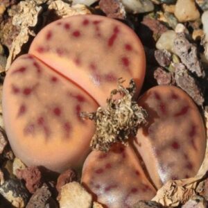 Lithops dinteri var multipunctata - Pebble Plants, Living Stones, Stone Plants; Bokspoortjies, Beeskloutjies - 10 Seed Pack