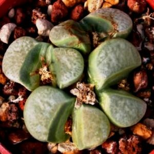 Lithops divergens var divergens - Living Stones, Stone Plants, Pebble Plants; Bokspoortjies, Beeskloutjies - 10 Seed Pack