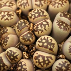 Lithops doretheae - Beeskloutjies, Bokspoortjies; Pebble Plants, Living Stones, Stone Plants - 10 Seed Pack