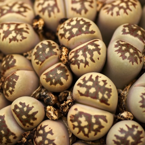 Lithops doretheae - Beeskloutjies, Bokspoortjies; Pebble Plants, Living Stones, Stone Plants - 10 Seed Pack