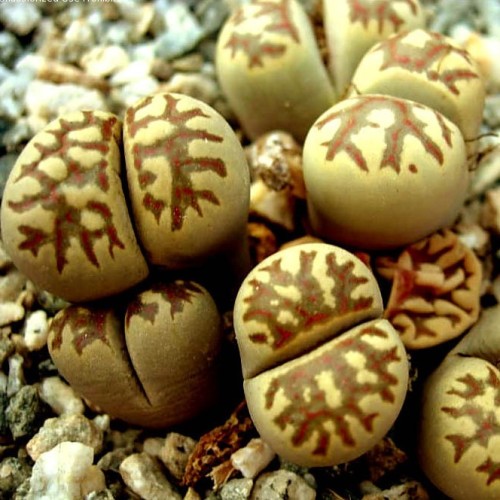 Lithops doretheae - Beeskloutjies, Bokspoortjies; Pebble Plants, Living Stones, Stone Plants - 10 Seed Pack - Image 2