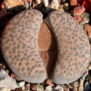 Lithops fulviceps var fulviceps lydiae - Living Stones, Stone Plants, Pebble Plants; Bokspoortjies, Beeskloutjies - 10 Seed Pack
