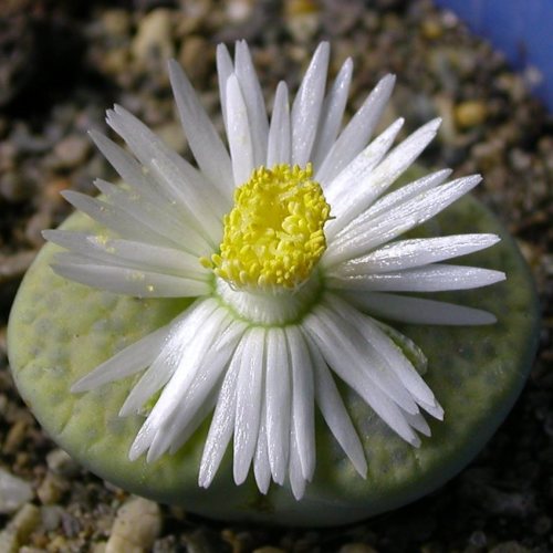 Lithops fulviceps var fulviceps - Bokspoortjies, Beeskloutjies; Pebble Plants, Living Stones, Stone Plants - 10 Seed Pack