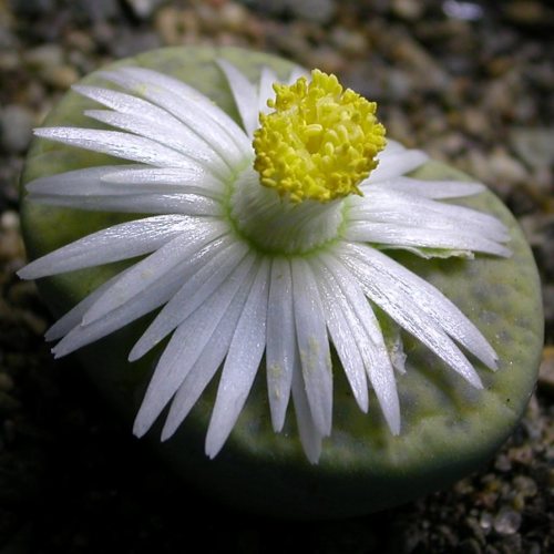 Lithops fulviceps var fulviceps - Bokspoortjies, Beeskloutjies; Pebble Plants, Living Stones, Stone Plants - 10 Seed Pack - Image 2