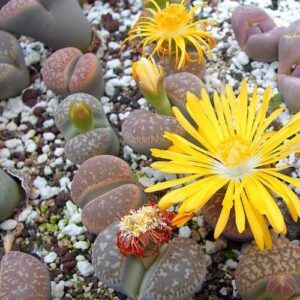 Lithops gesinae var annae - Beeskloutjies, Bokspoortjies; Pebble Plants, Living Stones, Stone Plants - 10 Seed Pack