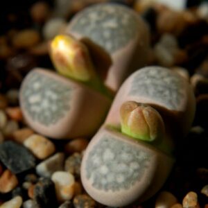 Lithops geyeri - Pebble Plants, Living Stones, Stone Plants; Bokspoortjies, Beeskloutjies - 10 Seed Pack