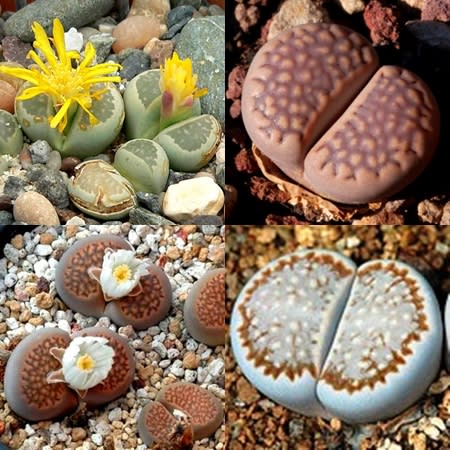 Lithops hallii Mixed Forms - Living Stones, Stone Plants, Pebble Plants; Bokspoortjies, Beeskloutjies - 10 Seed Pack - Image 5