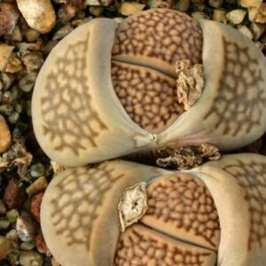 Lithops hallii var salicola - Bokspoortjies, Beeskloutjies; Pebble Plants, Living Stones, Stone Plants - 10 Seed Pack
