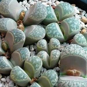 Lithops helmutii var helmutii - Pebble Plants, Stone Plants, Living Stones; Beeskloutjies, Bokspoortjies - 10 Seed Pack