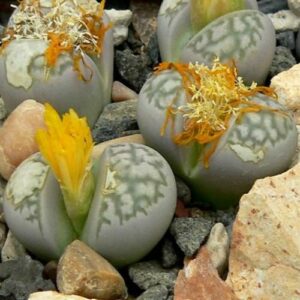 Lithops herrei herrei - Beeskloutjies, Bokspoortjies; Living Stones, Stone Plants, Pebble Plants - 10 Seed Pack