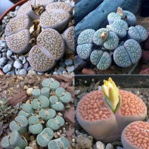 Lithops hookeri Mixed Forms - Living Stones, Pebble Plants, Stone Plants; Beeskloutjies, Bokspoortjies - 10 Seed Pack