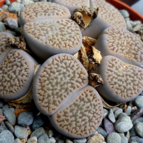 Lithops hookeri var dabneri - Beeskloutjies, Bokspoortjies; Pebble Plants, Living Stones, Stone Plants - 10 Seed Pack