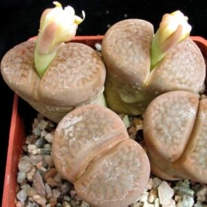 Lithops hookeri var subfenestrata - Stone Plants, Pebble Plants, Living Stones; Bokspoortjies, Beeskloutjies - 10 Seed Pack