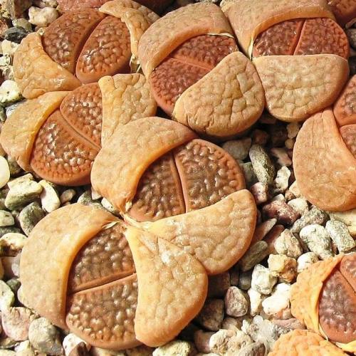Lithops hookeri var subfenestrata - Stone Plants, Pebble Plants, Living Stones; Bokspoortjies, Beeskloutjies - 10 Seed Pack - Image 3