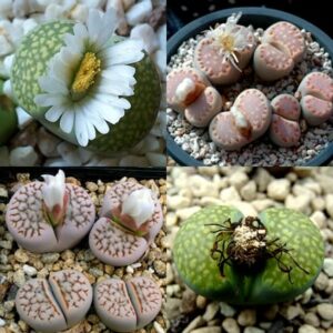 Lithops julii Mixed Forms - Pebble Plants, Stone Plants, Living Stones; Beeskloutjies, Bokspoortjies - 10 Seed Pack