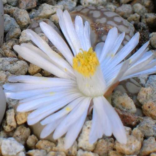 Lithops julii ssp julii littlewoodii - Living Stones, Pebble Plants, Stone Plants; Beeskloutjies, Bokspoortjies - 10 Seed Pack