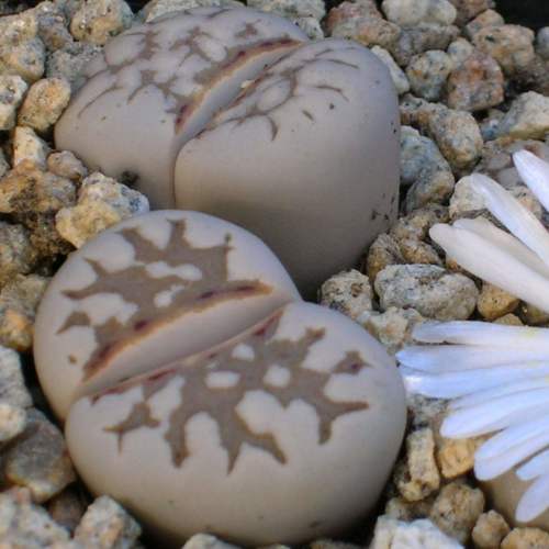 Lithops julii ssp julii littlewoodii - Living Stones, Pebble Plants, Stone Plants; Beeskloutjies, Bokspoortjies - 10 Seed Pack - Image 2