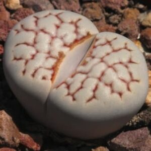Lithops julii var chrysocephala - Bokspoortjies, Beeskloutjies; Stone Plants, Pebble Plants, Living Stones - 10 Seed Pack