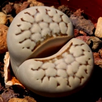 Lithops julii var chrysocephala - Bokspoortjies, Beeskloutjies; Stone Plants, Pebble Plants, Living Stones - 10 Seed Pack - Image 2