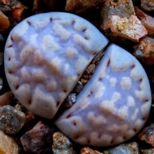 Lithops julii var fulleri - Beeskloutjies, Bokspoortjies; Pebble Plants, Living Stones, Stone Plants - 10 Seed Pack