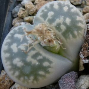 Lithops karasmontana ssp bella - Beeskloutjies, Bokspoortjies; Stone Plants, Pebble Plants, Living Stones - 10 Seed Pack