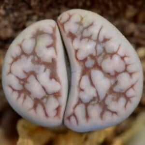 Lithops karasmontana ssp eberlanzii witputzensis - Bokspoortjies, Beeskloutjies; Pebble Plants, Living Stones, Stone Plants - 10 Seed Pack