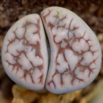 Lithops karasmontana ssp eberlanzii witputzensis - Bokspoortjies, Beeskloutjies; Pebble Plants, Living Stones, Stone Plants - 10 Seed Pack