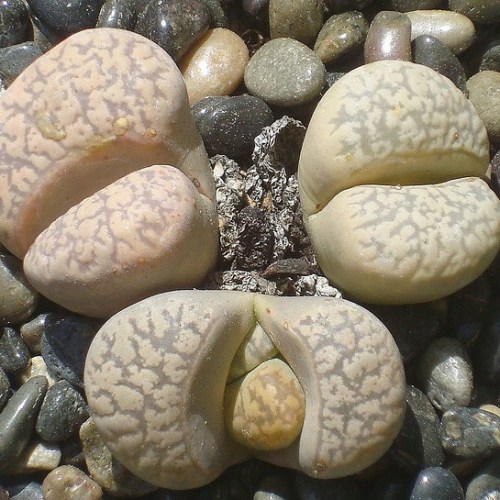 Lithops karasmontana ssp eberlanzii - Stone Plants, Pebble Plants, Living Stones; Bokspoortjies, Beeskloutjies - 10 Seed Pack