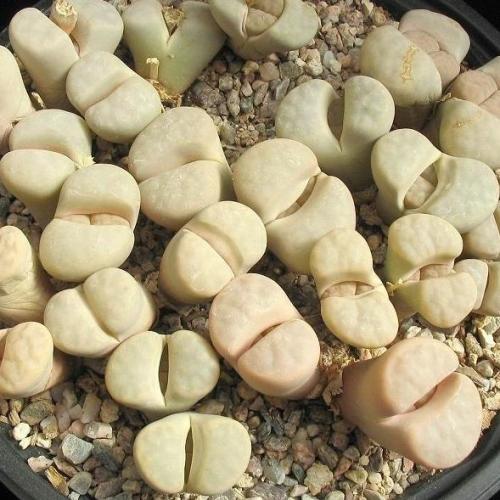 Lithops karasmontana ssp karasmontana var karasmontana mickbergensis - Living Stones, Pebble Plants, Stone Plants; Beeskloutjies, Bokspoortjies - 10 Seed Pack