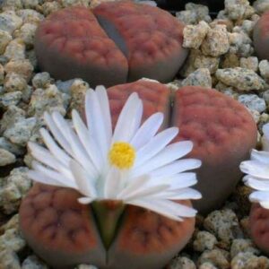 Lithops karasmontana ssp karasmontana var tischeri - Bokspoortjies, Beeskloutjies; Stone Plants, Pebble Plants, Living Stones - 10 Seed Pack