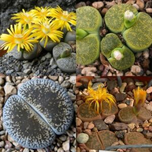 Lithops lesliei Mixed Forms - Pebble Plants, Living Stones, Stone Plants; Bokspoortjies, Beeskloutjies - 10 Seed Pack