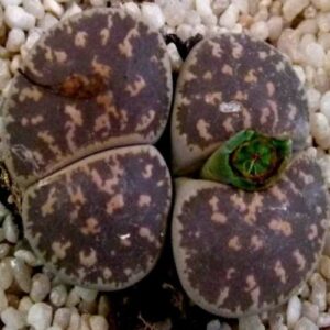 Lithops lesliei Pietersburg Form - Bokspoortjies, Beeskloutjies; Living Stones, Pebble Plants, Stone Plants - 10 Seed Pack