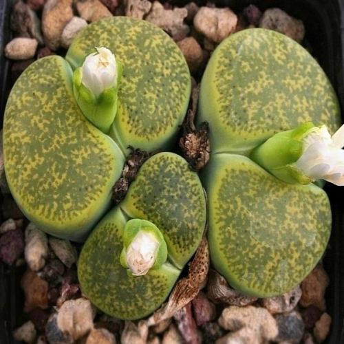 Lithops lesliei ssp lesliei albinica Form - Living Stones, Stone Plants, Pebble Plants; Bokspoortjies, Beeskloutjies - 10 Seed Pack