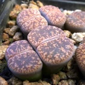 Lithops lesliei ssp lesliei var hornii - Stone Plants, Pebble Plants, Living Stones; Bokspoortjies, Beeskloutjies - 10 Seed Pack
