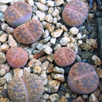 Lithops lesliei ssp lesliei var hornii - Stone Plants, Pebble Plants, Living Stones; Bokspoortjies, Beeskloutjies - 10 Seed Pack - Image 2