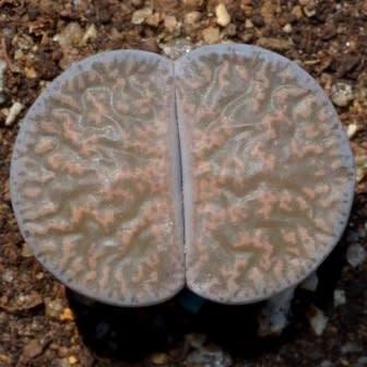 Lithops lesliei ssp lesliei var lesliei - Bokspoortjies, Beeskloutjies; Pebble Plants, Living Stones, Stone Plants - 10 Seed Pack