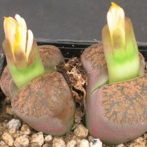 Lithops lesliei ssp lesliei var minor - Pebble Plants, Stone Plants, Living Stones; Beeskloutjies, Bokspoortjies - 10 Seed Pack