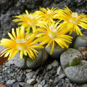 Lithops lesliei var venterii - Bokspoortjies, Beeskloutjies; Stone Plants, Pebble Plants, Living Stones - 10 Seed Pack