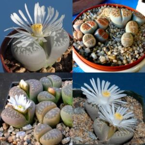 Lithops marmorata Mixed Species - Pebble Plants, Living Stones, Stone Plants; Bokspoortjies, Beeskloutjies - 10 Seed Pack