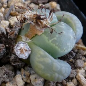 Lithops marmorata diutina - Beeskloutjies, Bokspoortjies; Pebble Plants, Living Stones, Stone Plants - 10 Seed Pack