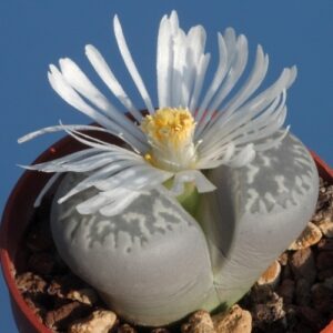 Lithops marmorata var framesii - Living Stones, Stone Plants, Pebble Plants; Bokspoortjies, Beeskloutjies - 10 Seed Pack