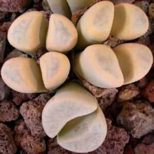 Lithops meyeri - Stone Plants, Pebble Plants, Living Stones; Bokspoortjies, Beeskloutjies - 10 Seed Pack