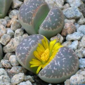 Lithops naureeniae - Pebble Plants, Stone Plants, Living Stones; Beeskloutjies, Bokspoortjies - 10 Seed Pack
