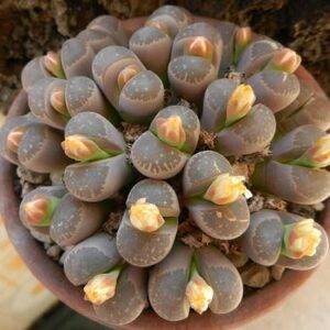 Lithops olivacea var nebrownii - Living Stones, Pebble Plants, Stone Plants; Beeskloutjies, Bokspoortjies - 10 Seed Pack