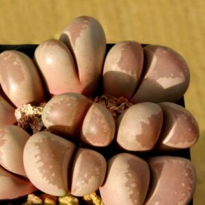 Lithops optica - Bokspoortjies, Beeskloutjies; Stone Plants, Pebble Plants, Living Stones - 10 Seed Pack