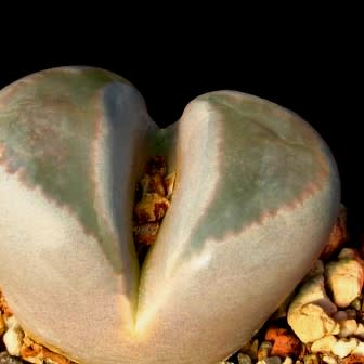 Lithops optica - Bokspoortjies, Beeskloutjies; Stone Plants, Pebble Plants, Living Stones - 10 Seed Pack - Image 2