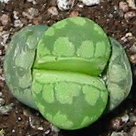 Lithops otzeniana aquamarine - Bokspoortjies, Beeskloutjies; Living Stones, Pebble Plants, Stone Plants - 10 Seed Pack